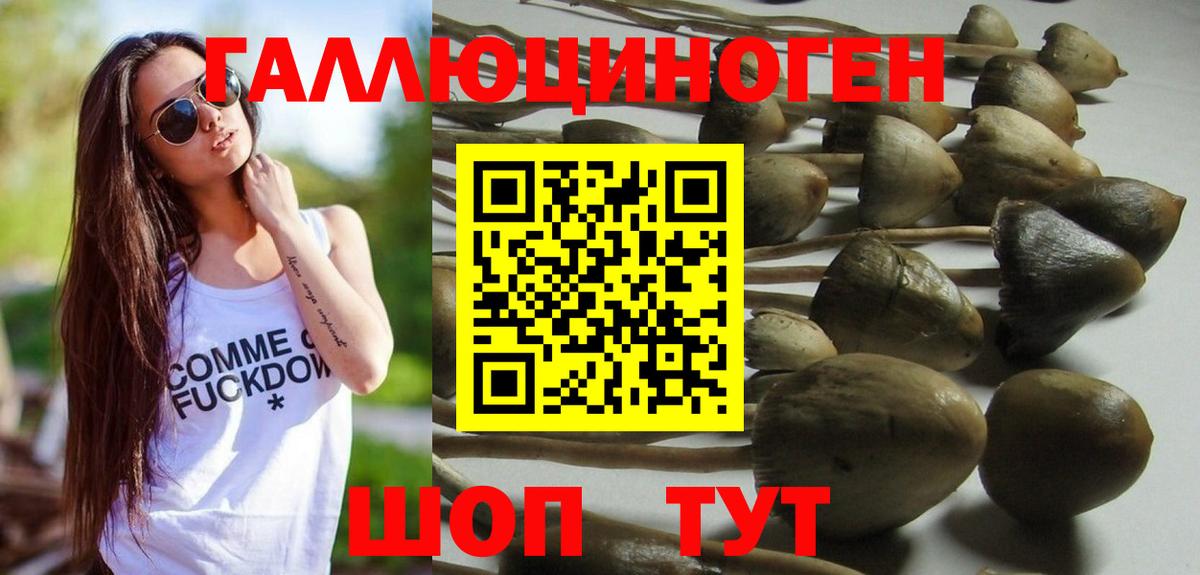 Псилоцибиновые грибы Psilocybine cubensis Лесосибирск